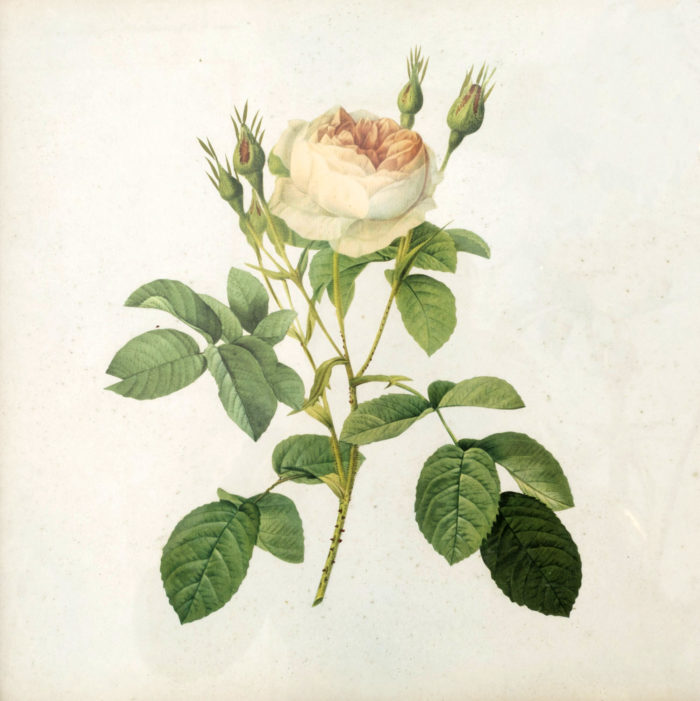 engraving flower under glass rose