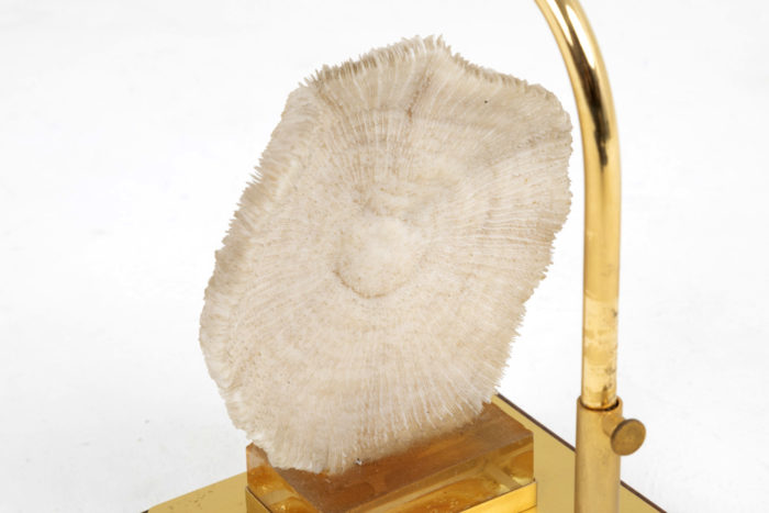 lamp coral fungia  detail back