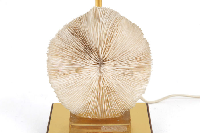 lamp coral fungia  detail